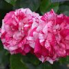 Rose Rock & Roll #2 - Image 2